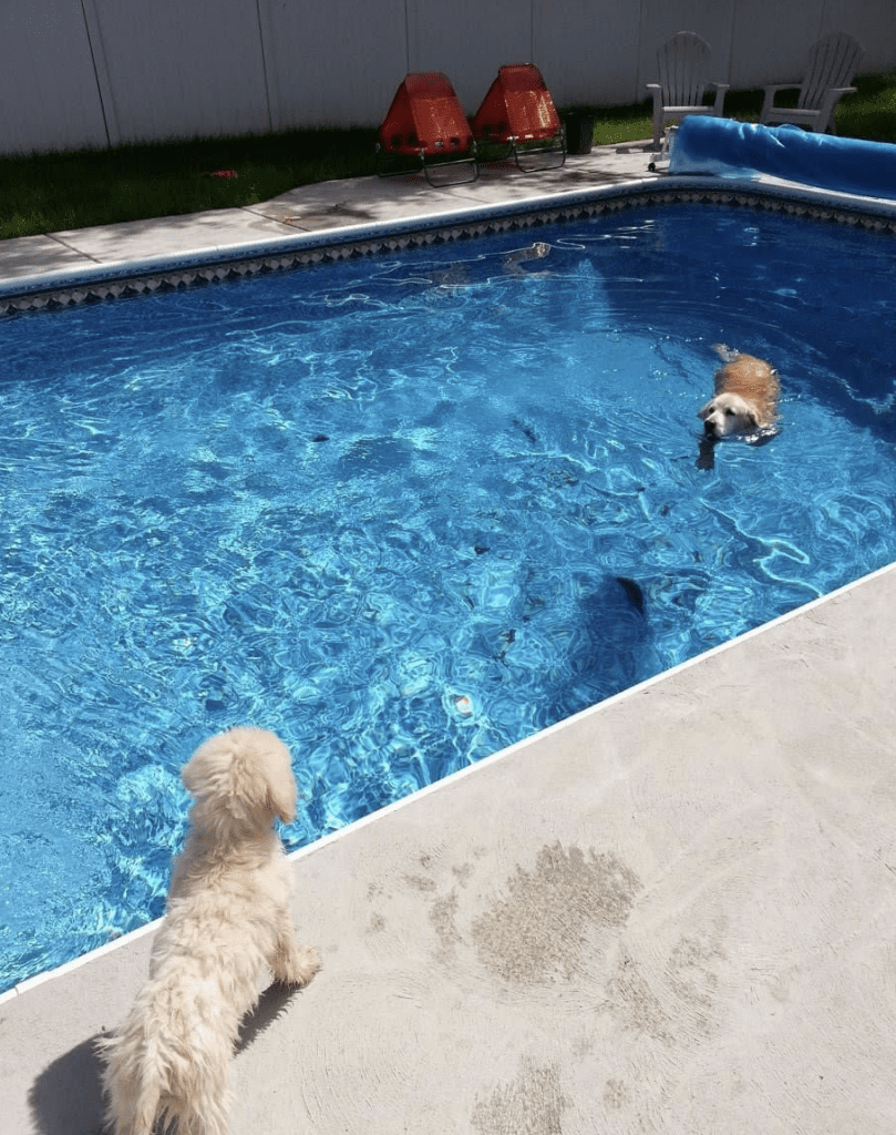 two dogs swimming in pool of clear blue water